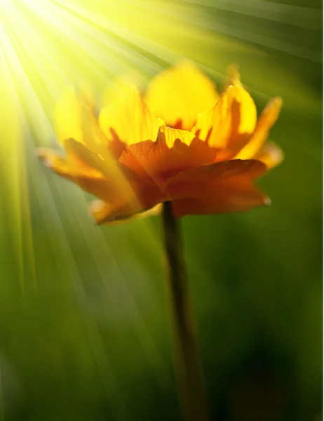 Влажный Цветок — стоковое фото