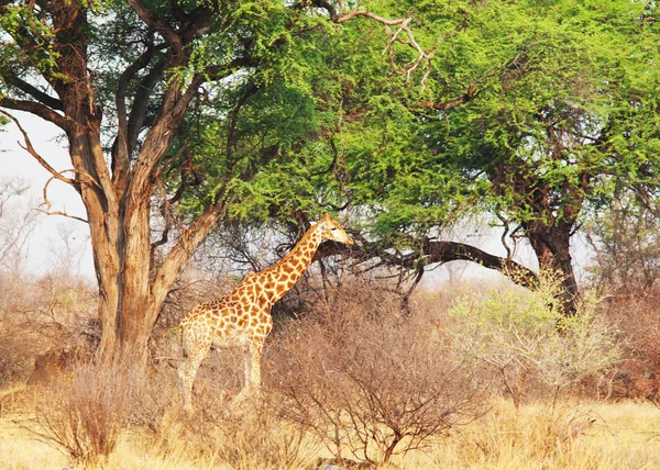 Żyrafa w etosha park — Zdjęcie stockowe