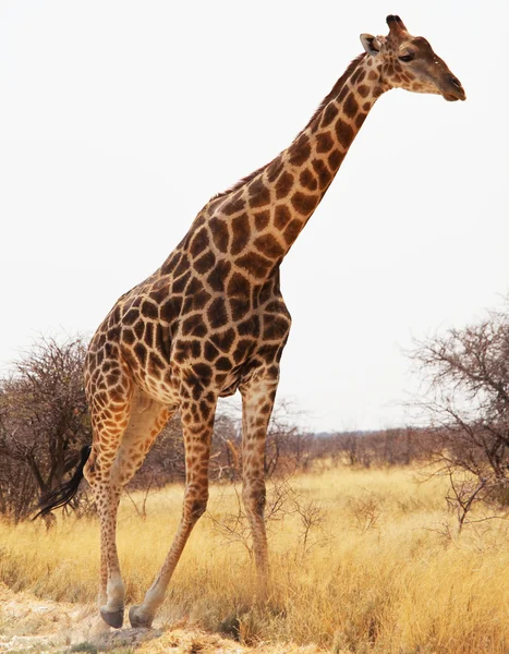 Žirafa v savannah — Stock fotografie