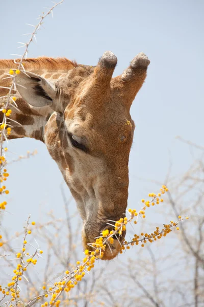 Żyrafa w savannah — Zdjęcie stockowe
