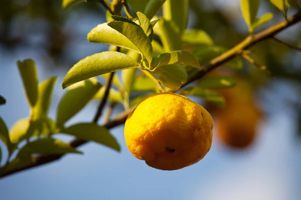 Лимон на дереве — стоковое фото