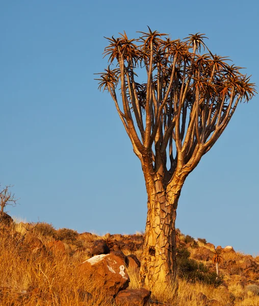 Kołczan Drzewo Namibia Afryka — Zdjęcie stockowe