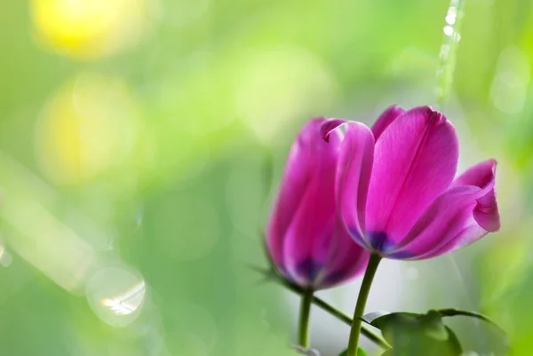 Tulipano in erba — Foto Stock