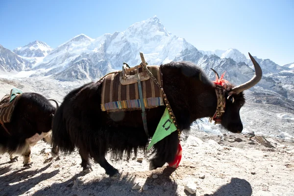 Yak în Himalaya — Fotografie, imagine de stoc