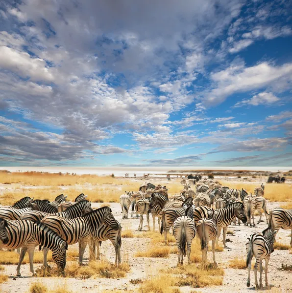 Zebras in Etoscha — Stockfoto