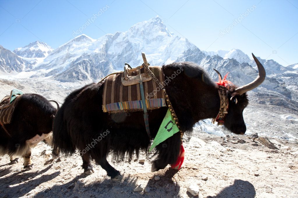 Yak in Himalaya