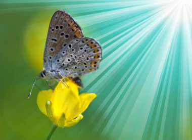 Butterfly in flower clipart