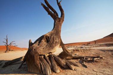 Dead valley in Namibia clipart