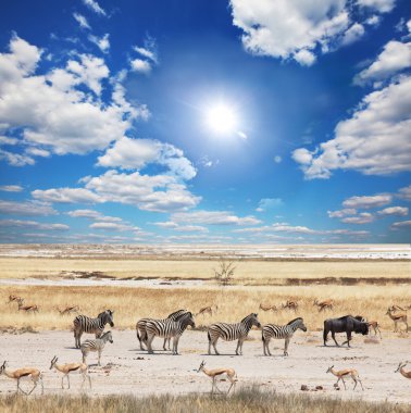 Zebras in Etosha clipart