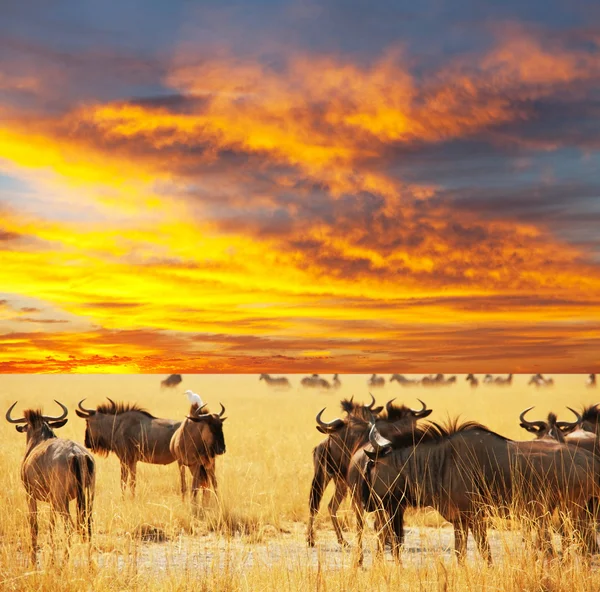 Толпа Антилоп — стоковое фото