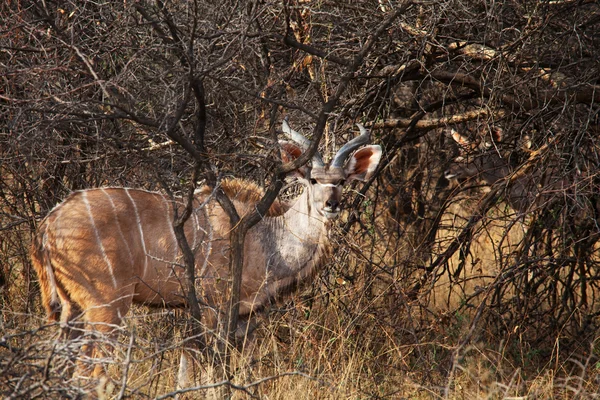 초원에 Deers — 스톡 사진