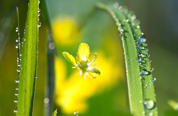 Drops Green Grass — Stock Photo, Image