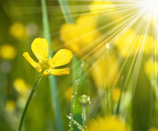 Цветы в солнечном свете — стоковое фото