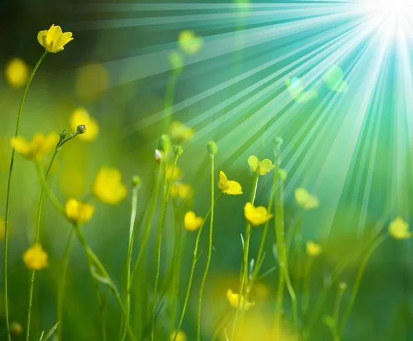 Blommor i solljus — Stockfoto