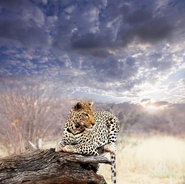 Leopardo no mato — Fotografia de Stock