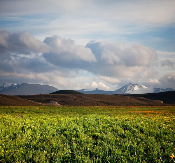 Prairie dans les montagnes de l'Altaï — Photo