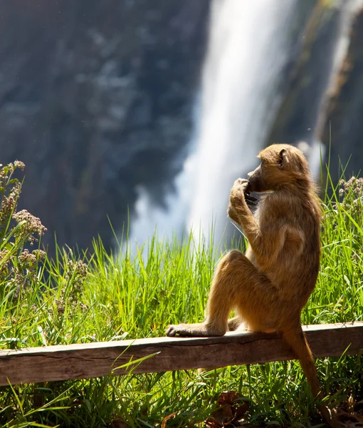 Mono en cascada Victoria —  Fotos de Stock
