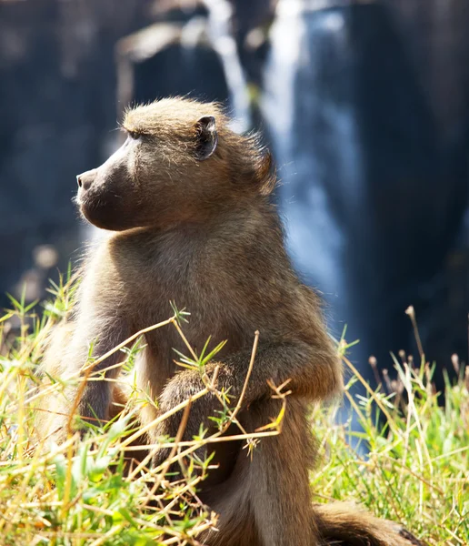 在维多利亚瀑布背景上的绿色草地上的猴子 — 图库照片