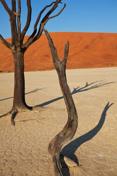 Wüste Namib — Stockfoto