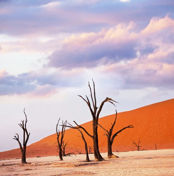 在黎明的纳米布沙漠 — 图库照片