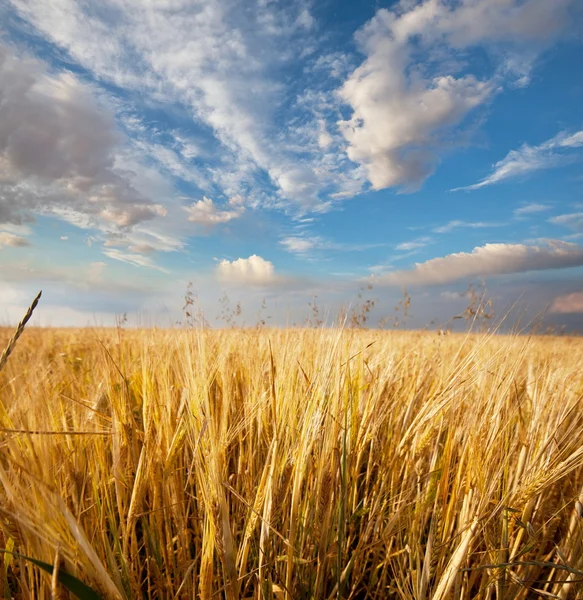Buğday Tarlası — Stok fotoğraf