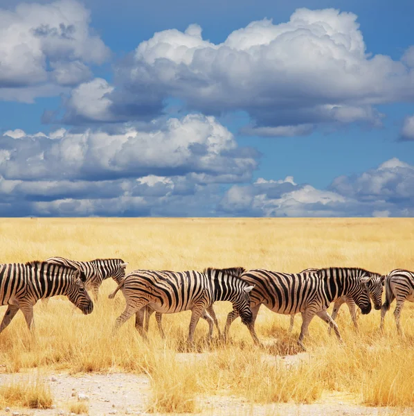 Zebras — Stockfoto