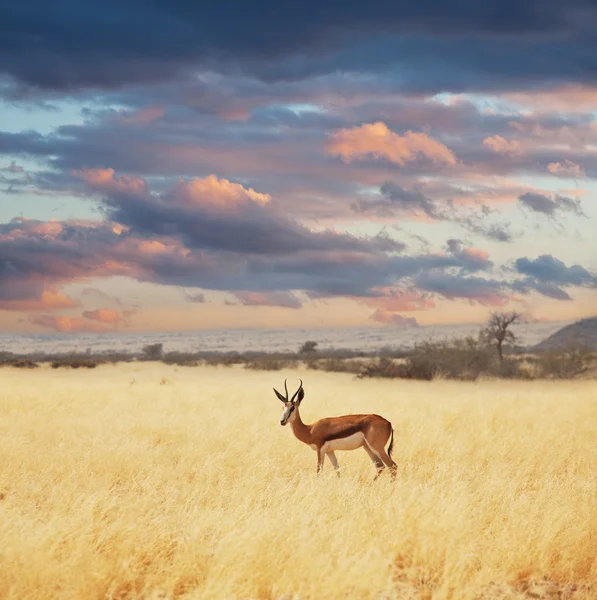 Antelope Nel Cespuglio — Foto Stock