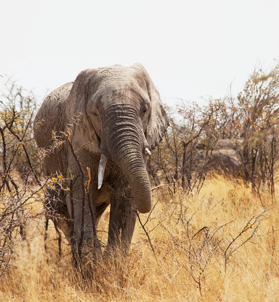 Olifant in Afrika — Stockfoto