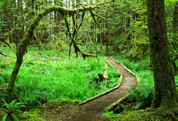 レッドウッドの森の小道 — ストック写真