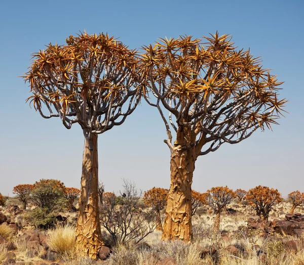 Köcherbaum Namibia Afrika — Stockfoto