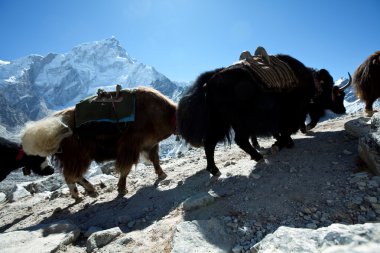 Himalaya içinde yak