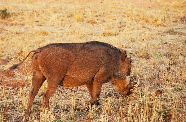 Warthog africano — Fotografia de Stock