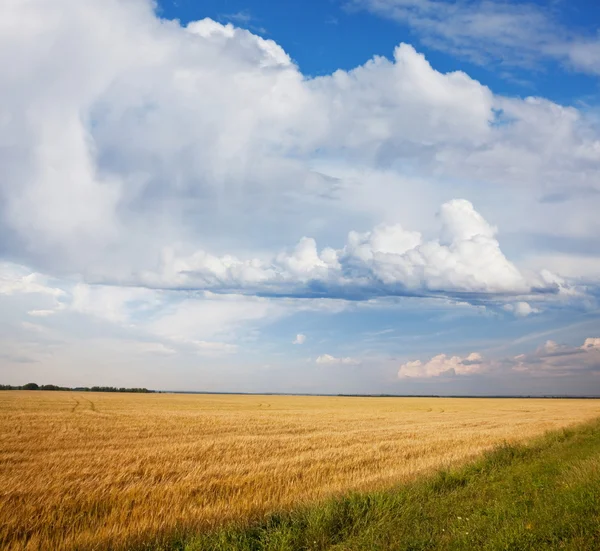 Buğday alan yaz sezonu — Stok fotoğraf