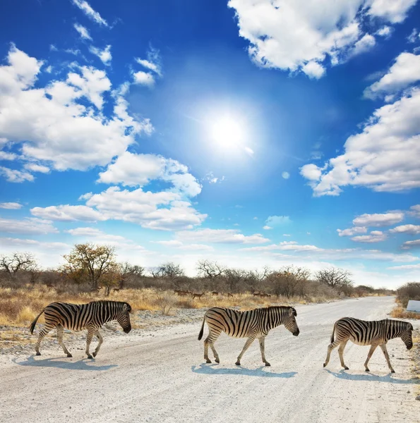 Etkin Zebras — Stok fotoğraf