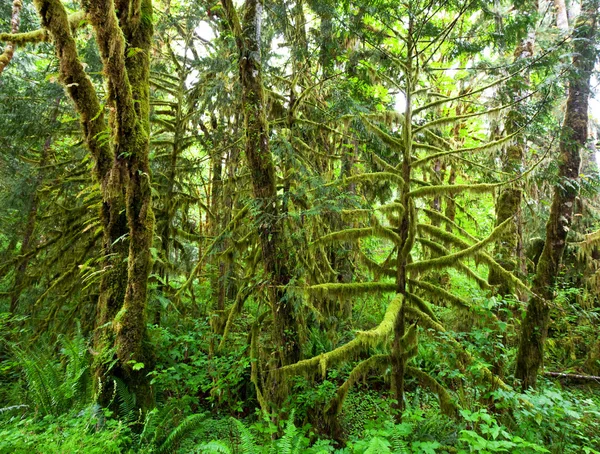 Grüner Wald — Stockfoto