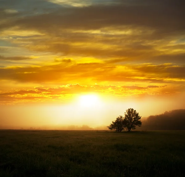 夜明けの牧草地 — ストック写真