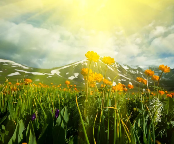 Sunny meadow — Stock Photo, Image
