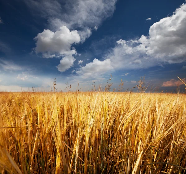 Wheat field in summer season — Stock Photo, Image