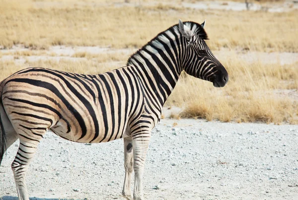 Zebra w etosha — Zdjęcie stockowe