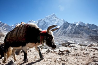 Nepal'de yak