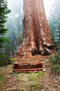 Seqoia General Grant tree clipart