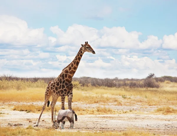 Žirafa v savannah — Stock fotografie