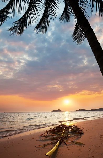 Tropisk strand — Stockfoto