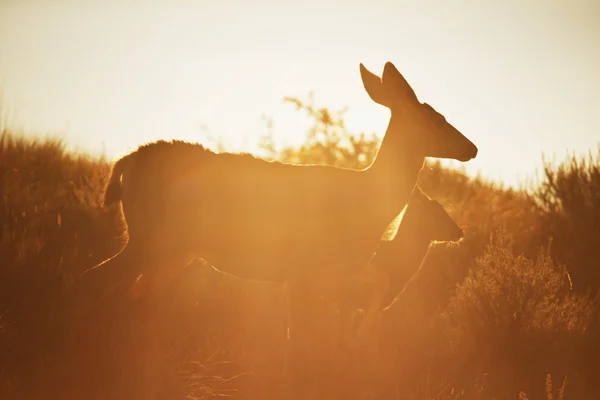 Çayır üzerinde geyik — Stok fotoğraf