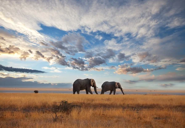 Elefantes en sabana — Foto de Stock