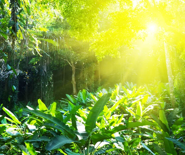 Sunny džungle — Stock fotografie