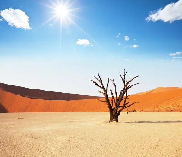 Namibská poušť. mrtvé údolí v Namibii — Stock fotografie