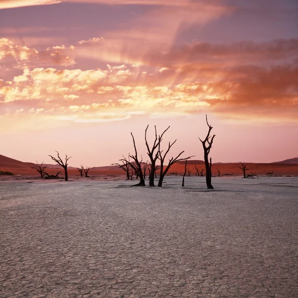Pustynia Namib — Zdjęcie stockowe