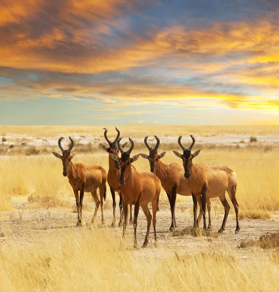Antilopy v buši — Stock fotografie