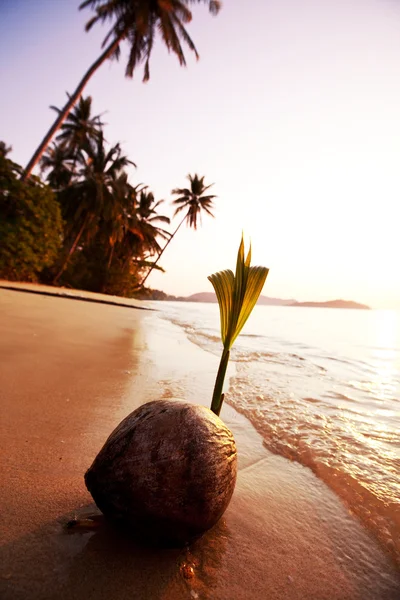 Tropisch strand — Stockfoto